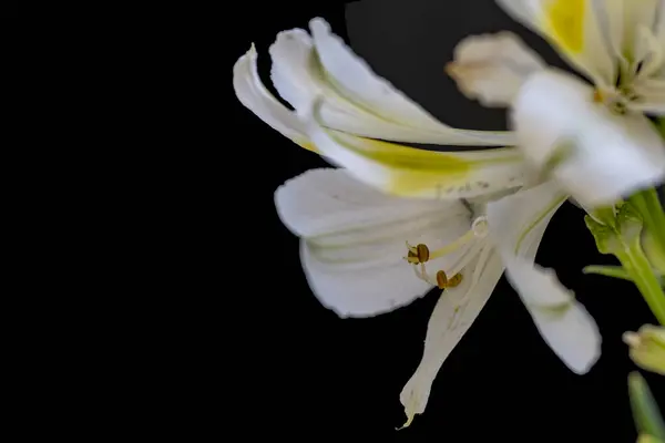 stock image close up view of lily flowers blossoms