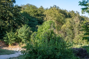 Yaz parkında yeşil ağaçlar, gündüz manzarası 