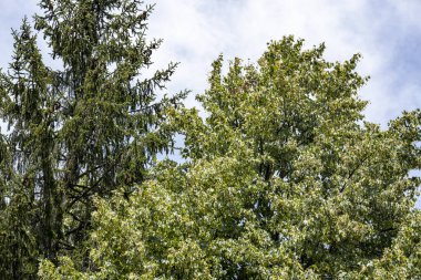 Ormanda yeşil ağaçlar