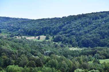 Yaz parkında yeşil ağaçlar, gündüz manzarası 