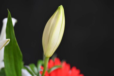 Bahçedeki güzel zambak çiçekleri