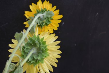 Koyu arkaplanda güzel sarı ayçiçekleri