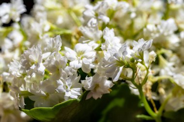 Bahçede büyüyen güzel çiçekler.