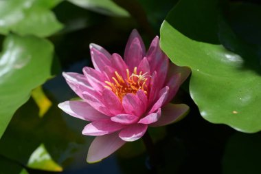 Göletteki muhteşem nilüfer çiçeği