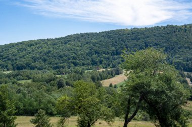 Yaz dağlarındaki yeşil ağaçların ve bitkilerin gündüz manzarası 