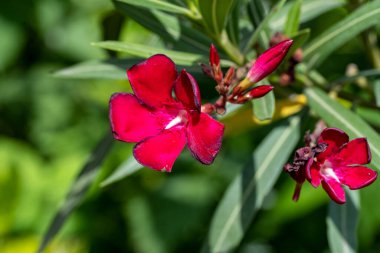Bahçede yetişen pembe çiçeklere yakın.