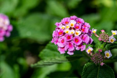 Bahçede yetişen pembe çiçeklere yakın.