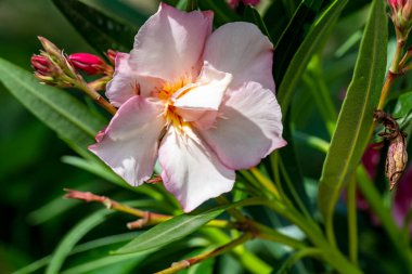Bahçede yetişen pembe çiçeklere yakın.