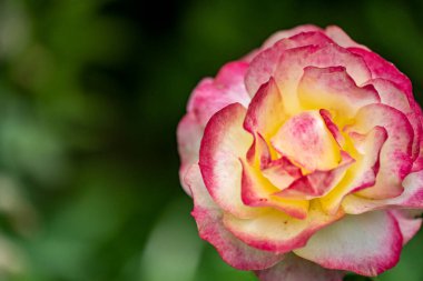 Bahçede açan güzel pembe gülün yakın plan görüntüsü. 