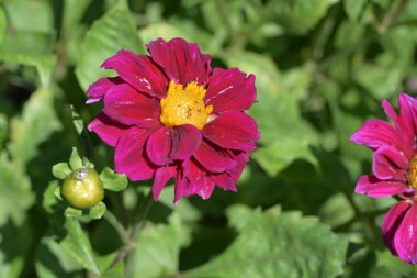 Bahçede yetişen pembe çiçeklere yakın.