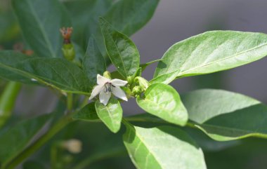 Bahçede büyüyen güzel çiçekler.