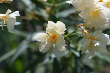 Bahçede büyüyen güzel çiçekler.