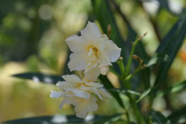 Bahçede büyüyen güzel çiçekler.