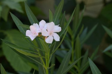 Bahçede büyüyen güzel çiçekler.