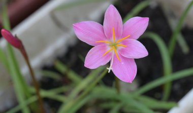 Bahçede yetişen pembe çiçeklere yakın.