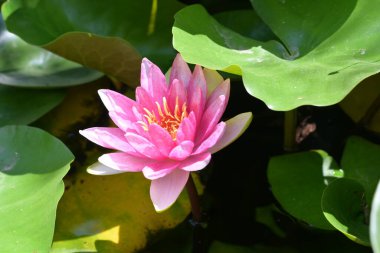 Göletteki muhteşem nilüfer çiçeği