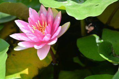 Göletteki muhteşem nilüfer çiçeği