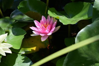 Göletteki muhteşem nilüfer çiçeği