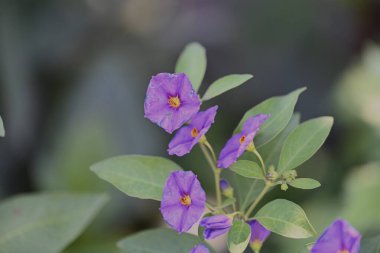 Bahçede yetişen pembe çiçeklere yakın.