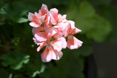 Bahçede yetişen pembe çiçeklere yakın.