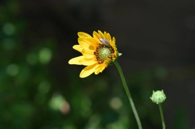 Bahçede büyüyen güzel çiçekler, yakın.                        