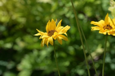 Güzel sarı çiçek bahçesinde yakın çekim