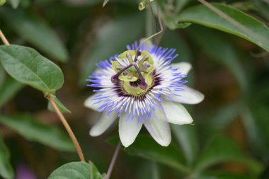 # Bahçedeki güzel çiçekleri #