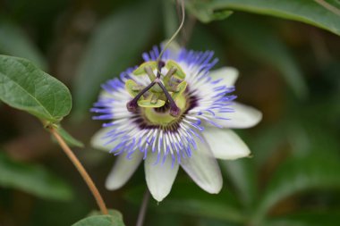 # Bahçedeki güzel çiçekleri #