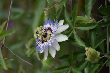 # Bahçedeki güzel çiçekleri #