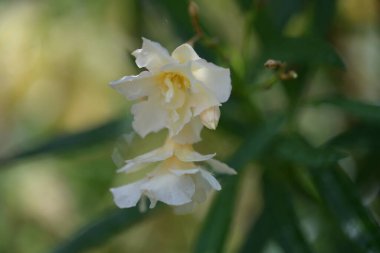 Bahçede büyüyen güzel çiçekler.