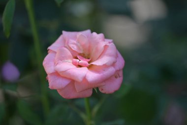 Bahçedeki pembe çiçekleri kapat.