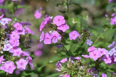 Bahçede büyüyen muhteşem mor çiçekler