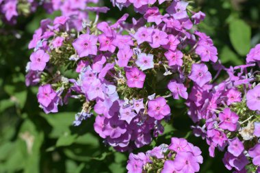 Bahçede büyüyen muhteşem mor çiçekler