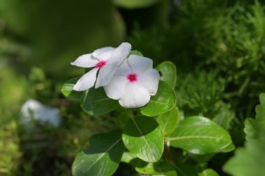 Bahçede büyüyen güzel çiçekler.