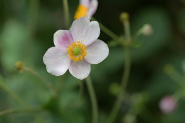 Bahçede büyüyen güzel çiçekler.