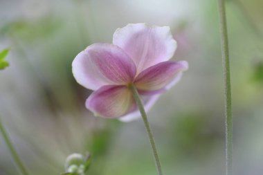 Bahçedeki pembe çiçekleri kapat.