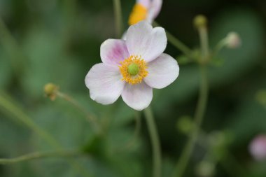 Bahçede büyüyen güzel çiçekler.