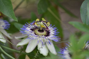 # Bahçedeki güzel çiçekleri #