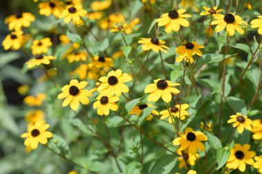 Güzel sarı çiçek bahçesinde yakın çekim