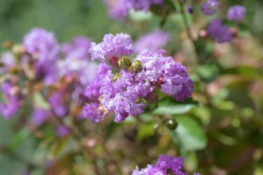 Bahçede büyüyen güzel çiçekler.
