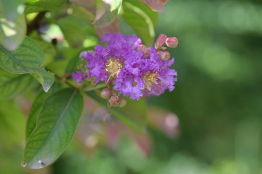 Bahçede büyüyen güzel çiçekler.