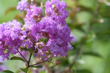 Bahçede büyüyen güzel çiçekler.