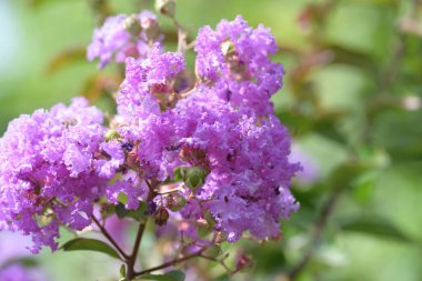 Bahçede büyüyen güzel çiçekler.