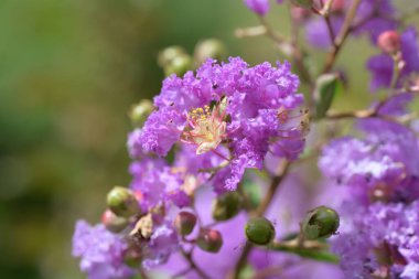 Bahçede büyüyen güzel çiçekler.