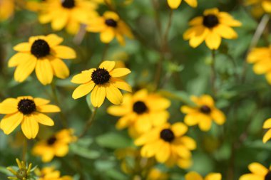 Güzel sarı çiçek bahçesinde yakın çekim