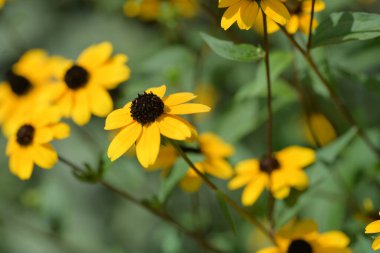 Güzel sarı çiçek bahçesinde yakın çekim
