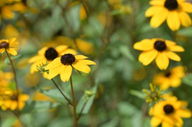 Güzel sarı çiçek bahçesinde yakın çekim
