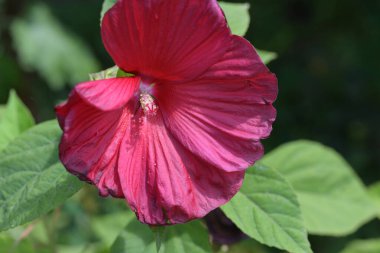 Bahçedeki pembe çiçekleri kapat.