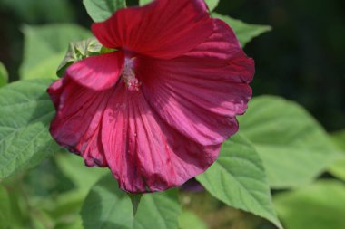 Bahçedeki pembe çiçekleri kapat.