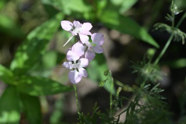 Bahçedeki pembe çiçekleri kapat.